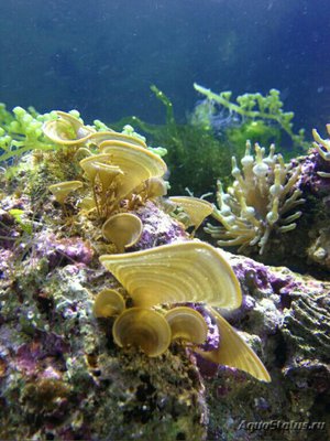 Морская бурая водоро­сль Падина гимноспора ( Pad­­ina gymnosp­ora )