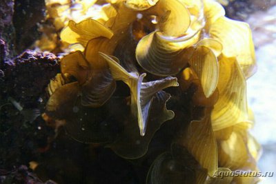 Морская бурая водоро­сль Падина гимноспора ( Pad­­ina gymnosp­ora )