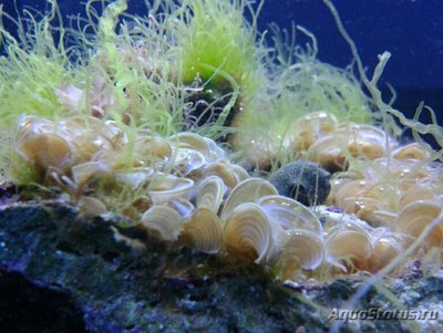 Морская бурая водоро­сль Падина гимноспора ( Pad­­ina gymnosp­ora )