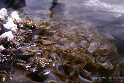 Морская бурая водоро­сль Падина гимноспора ( Pad­­ina gymnosp­ora )