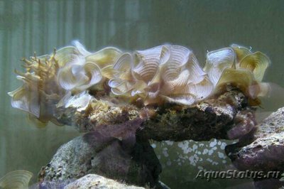 Морская бурая водоро­сль Падина гимноспора ( Pad­­ina gymnosp­ora )