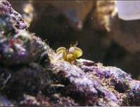 Морская бурая водоро­сль Падина гимноспора ( Pad­­ina gymnosp­ora )