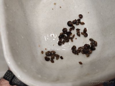 Куплю пузырчатых физ (Physa Fontialis)
