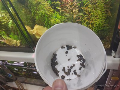 Куплю пузырчатых физ (Physa Fontialis)