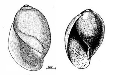 Куплю пузырчатых физ (Physa Fontialis)