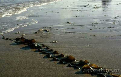  Морская сахарная водоросль, Морская пальма Сахарина латиссима ( Saccharina latissima )
