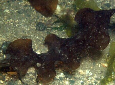  Морская сахарная водоросль, Морская пальма Сахарина латиссима ( Saccharina latissima )