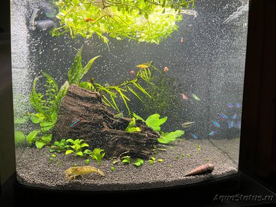 Фото Аквариум Sera Biotop Nano Cube LED креветочник 60 литров ALexYF  (photo#137042)