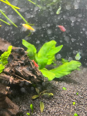 Фото Аквариум Sera Biotop Nano Cube LED креветочник 60 литров ALexYF  (photo#137044)