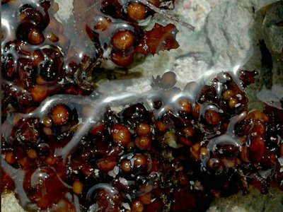   Морская Саргассовая водоросль Саргассум вульгарный ( Sargassum vulgare )