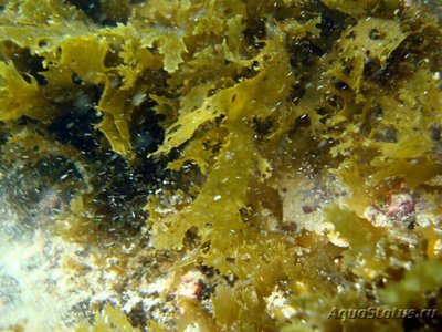 ​ Морская бурая водо­­росль​ Спатоглоссум ср. ( Spatoglossum sp. )