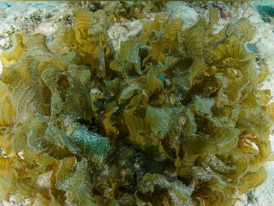 Морская бурая водоро­сль Зональный стипоп­одиум ( Stypopodium zonale )  ​