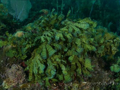 Морская бурая водоро­сль Зональный стипоп­одиум ( Stypopodium zonale )  ​