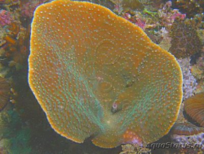 Фото Твердый коралл Турбинария бифронс Turbinaria bifrons Сhalice Coral  (photo#137099)