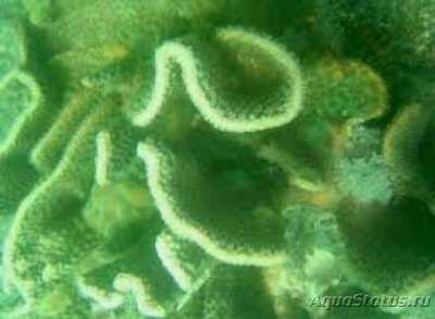 Фото Твердый коралл Турбинария бифронс Turbinaria bifrons Сhalice Coral  (photo#137100)