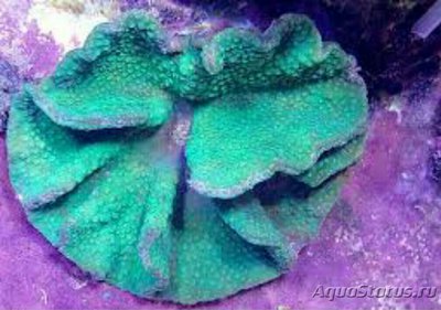 Фото Твердый коралл Турбинария бифронс Turbinaria bifrons Сhalice Coral  (photo#137101)
