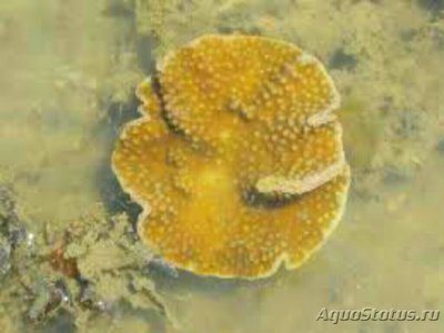 Фото Твердый коралл Турбинария бифронс Turbinaria bifrons Сhalice Coral  (photo#137102)
