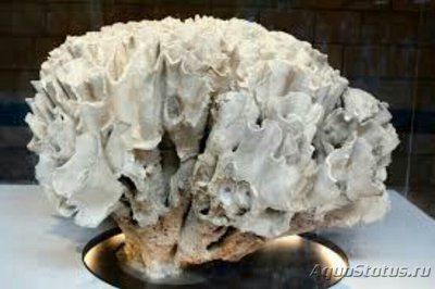 Фото Твердый коралл Турбинария бифронс Turbinaria bifrons Сhalice Coral  (photo#137103)