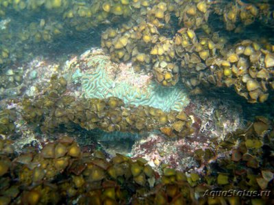 Морская бурая водоросль  Турбинария турбината  ( Turbinaria turbinata )