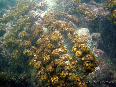Морская бурая водоросль  Турбинария турбината  ( Turbinaria turbinata )