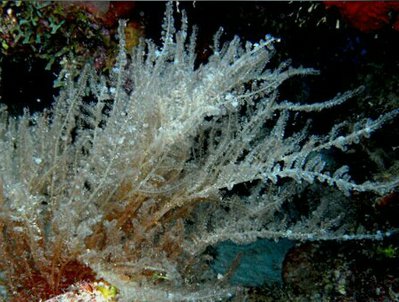 Морская бурая водоросль Врангелия пенициллата ( Wrangelia penicillata )