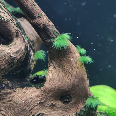 Определение водорослей в аквариуме