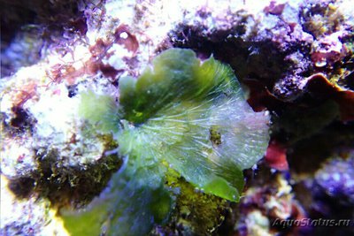 Морская зелёная вод­оросль Анадиомена​ сп. ( Anadyomene sp. )