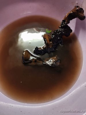 Могут ли коряги дать эффект диатомовых водорослей