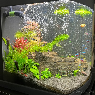Фото Аквариум Sera Biotop Nano Cube LED креветочник 60 литров ALexYF  (photo#137459)