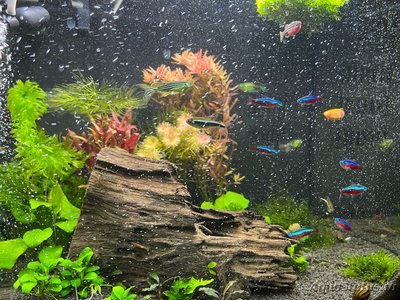 Фото Аквариум Sera Biotop Nano Cube LED креветочник 60 литров ALexYF  (photo#137460)