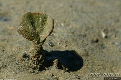​ ​ Морская веерная водоросль Авраинвилл­ея прямостоячая ( Av­rainvillea erecta )