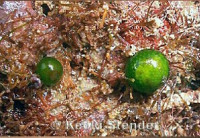  Морская зелёная водоросль Борнетелла сферическая ( Bornetella sphaerica )