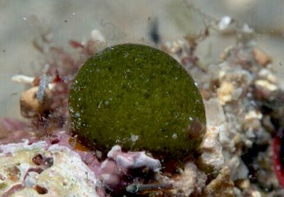  Морская зелёная водоросль Борнетелла сферическая ( Bornetella sphaerica )