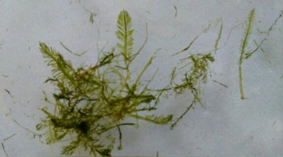 Морская моховидная водоросль Бриопсис миозуроидес ( Bryopsis myosuroides )