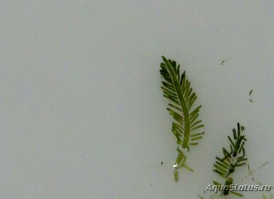 Фото Морская моховидная водоросль Бриопсис миозуроидес Bryopsis myosuroides (photo#137513)