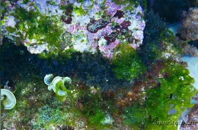 Фото Морская моховидная водоросль Бриопсис миозуроидес Bryopsis myosuroides (photo#137514)