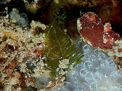 Морская водоросль Bryopsis plumosa
