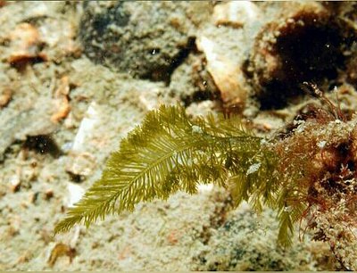 Морская водоросль Bryopsis plumosa