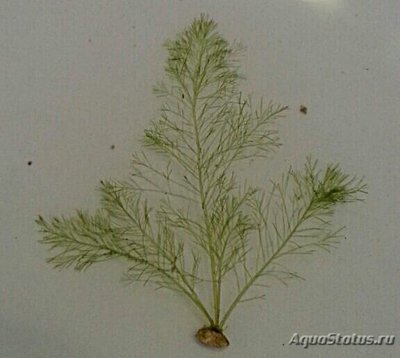 Фото Морская перестая водоросль Бриопсис сп. 02 Bryopsis sp. 02  (photo#137535)