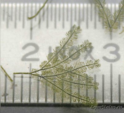 Фото Морская перестая водоросль Бриопсис сп. 02 Bryopsis sp. 02 (photo#137536)