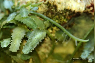 Фото Морская ползучая вод­­оросль ​ Caulerpa brachypus ​ (photo#137549)
