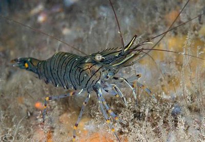 Креветка "Палемон адсперсус" (Palaemon adspersus)