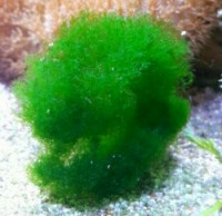 Морская зелёная водоросль Кладофора сп. (Cladophora sp.)