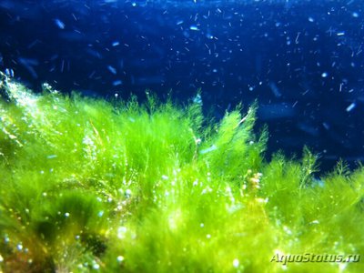 Морская зелёная водоросль Кладофора сп. (Cladophora sp.)