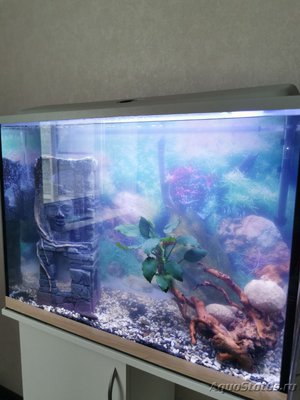 Мутная вода в аквариуме, муть в аквариуме