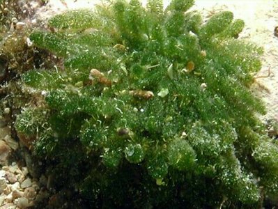 Морская водоросль Dasycladus vermicularis