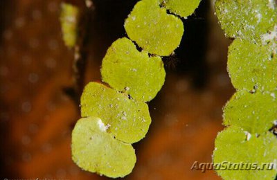  Морская зелёная водоросль Халимеда Горауи ( Halimeda goreaui )