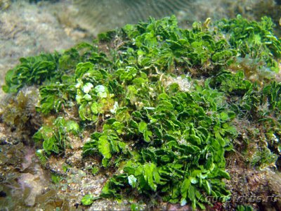 Фото Mорская зеленая водоросль  Халимеда сп. Halimeda sp.  (photo#138272)