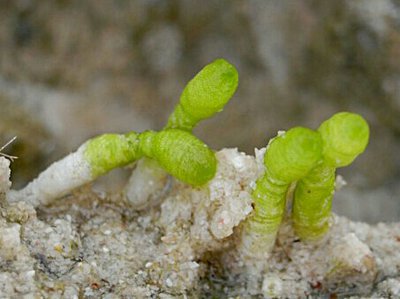 Фото Морская водоросль Neomeris annulata (photo#138275)