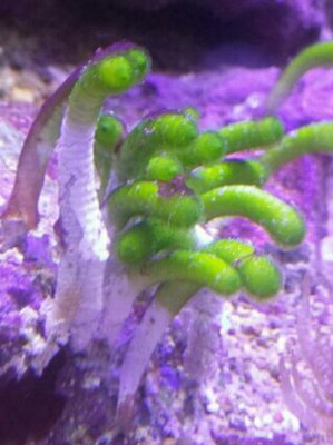 Фото Морская водоросль Neomeris annulata (photo#138276)